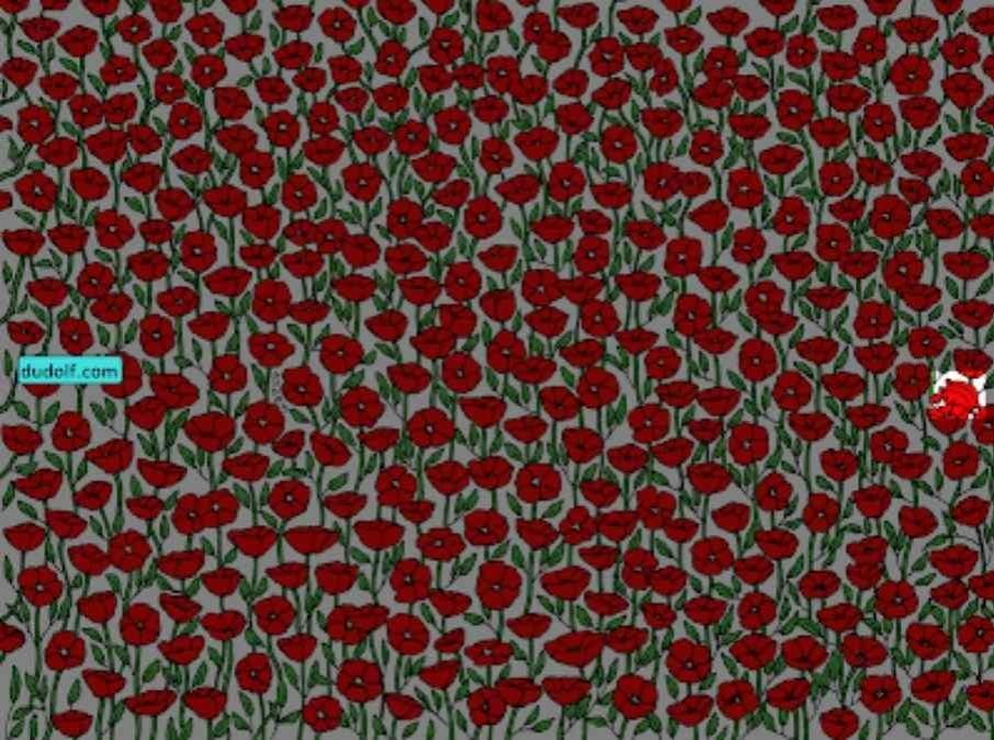 Hanya orang yang sangat teliti yang akan menemukan kepiting dalam gambar: uji IQ Anda dalam 25 detik