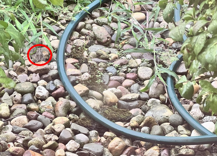 Mengungkap ilusi optik