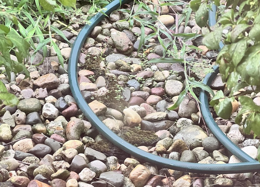 Ilusi Optik: Menemukan Katak yang Tersembunyi